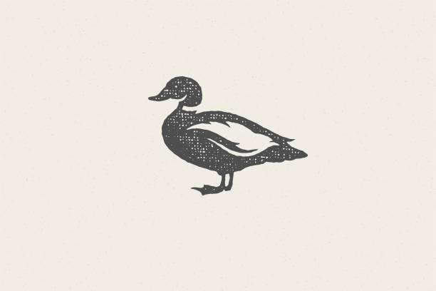 ilustraciones, imágenes clip art, dibujos animados e iconos de stock de silueta de pato negro para la industria de la cría de animales dibujado a mano sello efecto ilustración vectorial - animal husbandry illustrations