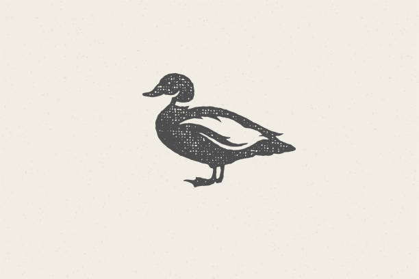 Black duck silhouette for animal husbandry industry hand drawn stamp effect vector illustration Black duck silhouette for animal husbandry industry hand drawn stamp effect vector illustration. Vintage grunge texture emblem for butchery packaging and menu design or label decoration duck bird stock illustrations