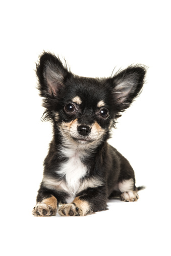 Cute long haired chihuahua puppy dog lying down isolated on a white background facing the camera