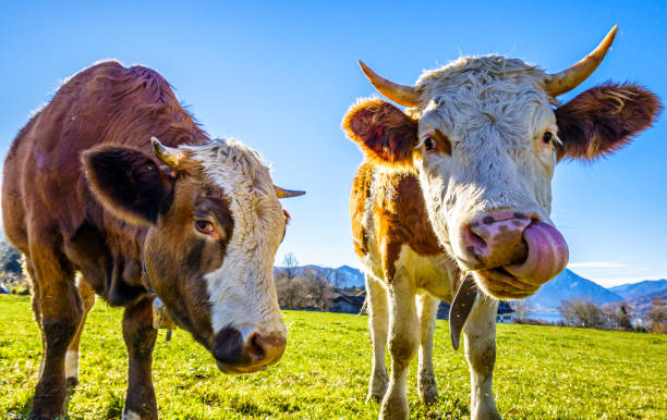 istock cow at the european alps 1287184966