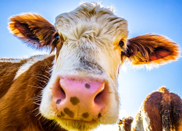 Funny Farm Animals Stock Photos, Pictures & Royalty-Free Images - iStock Funny Farm Animals Stock Photos, Pictures & Royalty-Free Images - iStock