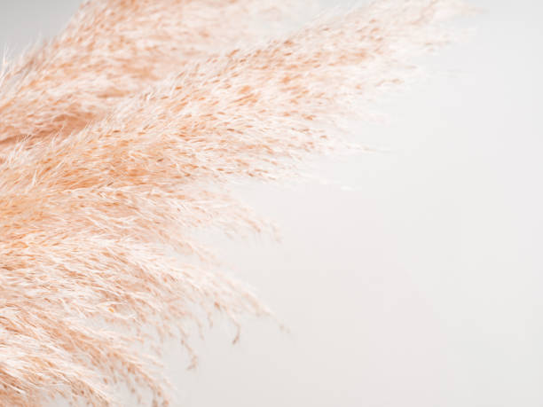 istock Trendy botanical background with pampas grass 1287186295