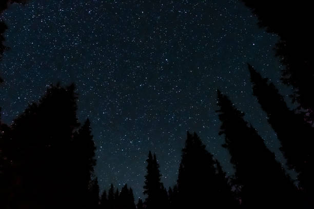 istock Blue night sky with trees silhoettes. Colorful night sky background. Dark background. Night scene. Space background. 1287186476