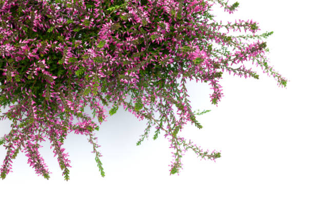 istock Pink Heather Flowers Isolated 1287186751