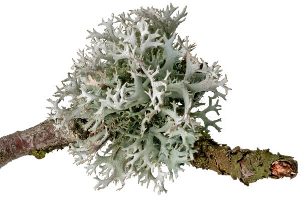 istock Macro shot of a lichen on a dead branch 1287188456