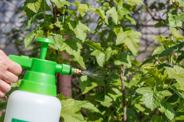 istock Farmer is sprinkling water solution on currant bush. Protecting plants from fungal disease or vermin in springtime. 1287191768