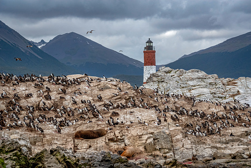 Bird colony in front Les Eclaireurs Lighthouse in the Beagle Channel, Tierra del Fuego, southern Argentina.