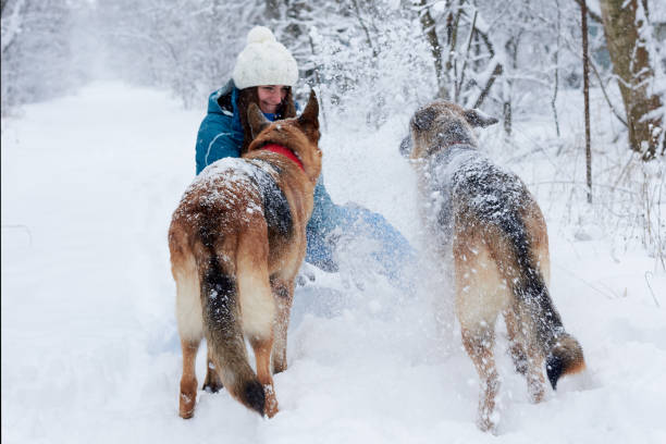 istock Female walking with dogs in winter park 1287192909