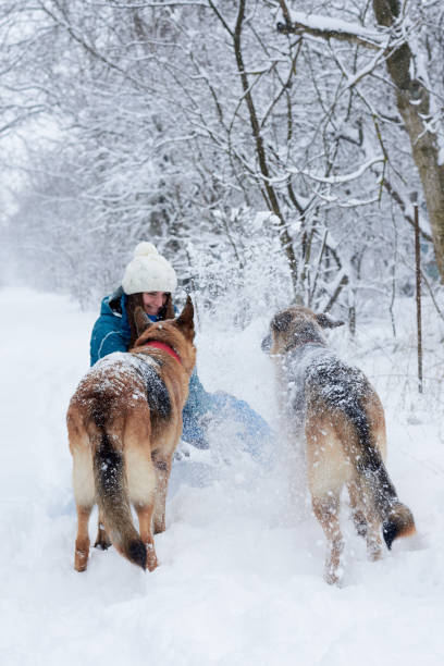 istock Female walking with dogs in winter park 1287192931