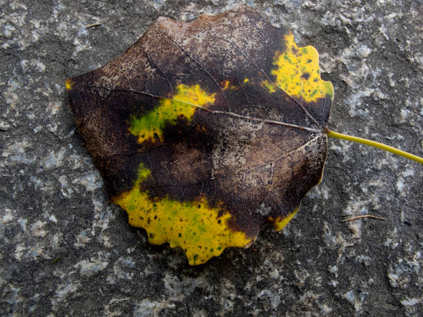 istock autumn, fallen leaves on the ground and water 1287193011