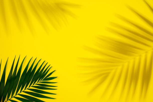 istock Green palm leaf with shadow isolated on yellow background. Design for sales 1287193259