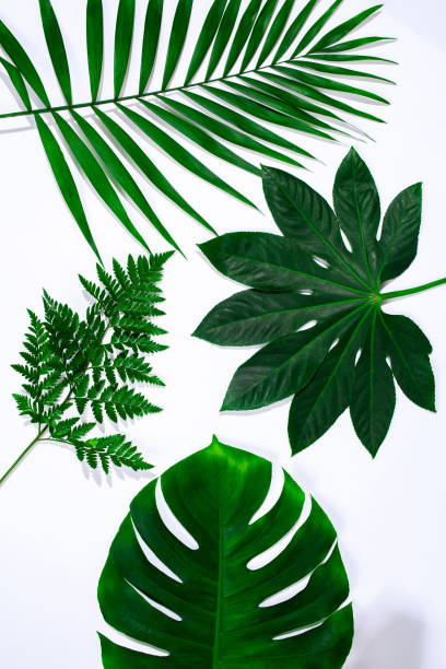 istock Tropical leaves isolated on white background. Design for sales 1287193283