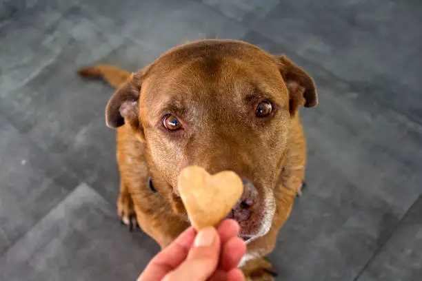 Dog getting a cookie. Adult mixed Labrador dog eating cookie. Gray background. Close up portrait of cute brown dog.