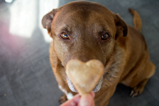 istock Cookie for furry friend. 1287194543