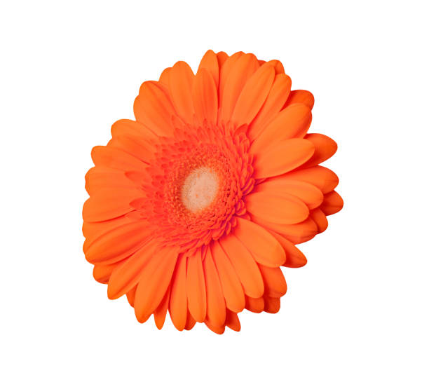 istock Isolated orange flower on a white background 1287194615