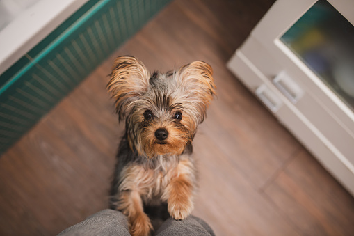 dog in crocus flowers. Pet in nature outdoors. Yorkshire Terrier close-up portrait in spring