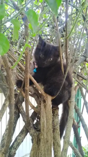 Black cat climbing the branches