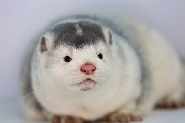 istock Mink and ferret. Models in a light box. 1287197493