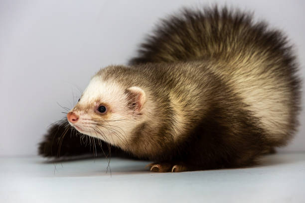 istock Mink and ferret. Models in a light box. 1287197753