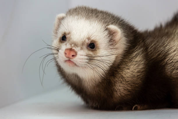 istock Mink and ferret. Models in a light box. 1287197770