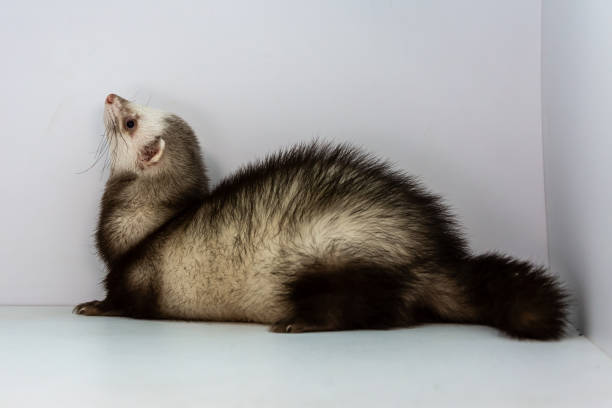 istock Mink and ferret. Models in a light box. 1287197773