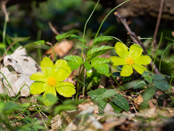 istock Hacquetia epipactis plant blooming in spring 1287197790