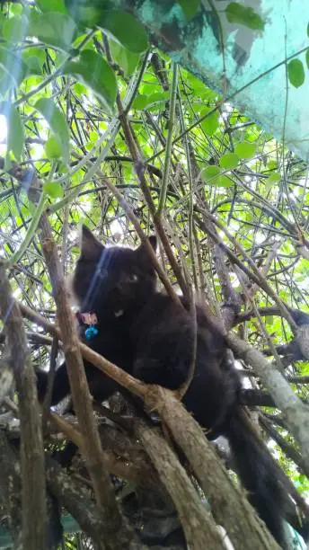 Black kitten climbing the branches