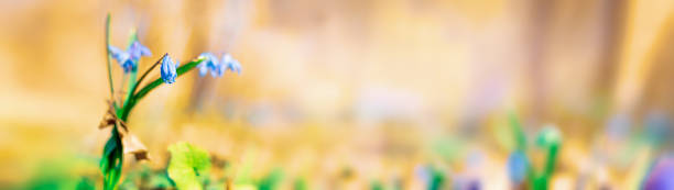 istock Springtime background spring flowers in the forest on a sunny day banner with copy space 1287198471