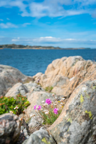 istock Sea Thrift on rocky Swedish coastline 1287199782