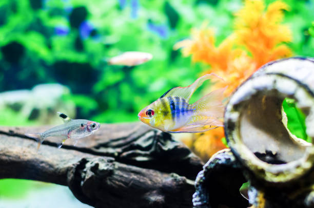 istock Blue Ballon Ram fish (Microgeophagus Ramirezi) and other fishes 1287200369