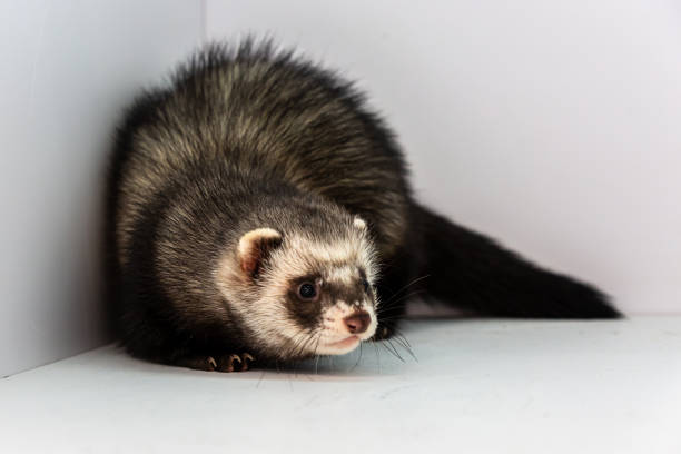 istock Mink and ferret. Models in a light box. Part 2 1287201085