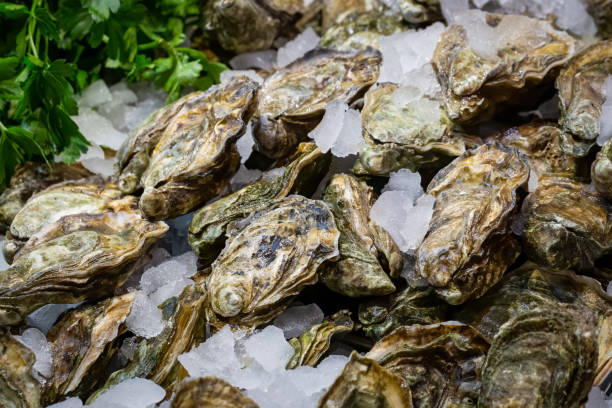 Fresh oysters on a bed of ice Fresh, raw, Pacific oysters, crassostrea gigas, on a bed of ice in a UK food market bivalve photos stock pictures, royalty-free photos & images