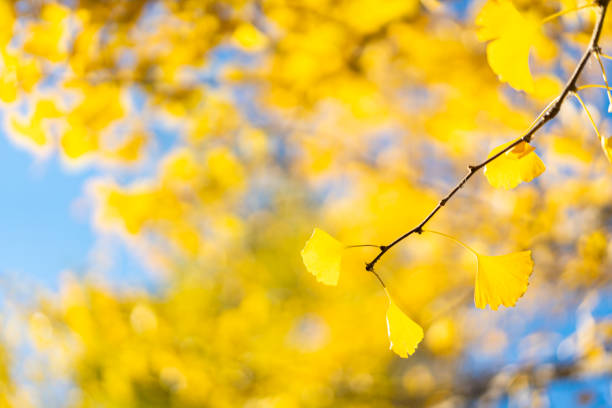 Autumn Ginkgo Leaves