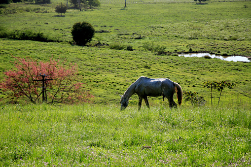mata de sao joao, bahia / brazil - october 6, 2020: horse is seen in the pasture of a farm in the rural area of the city of Mata de Sao Joao.