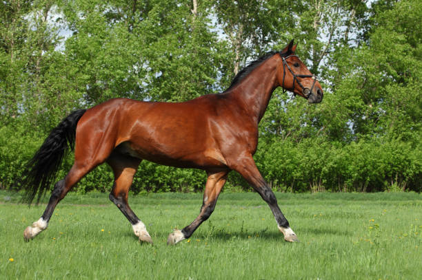 istock Thoroughbrd horse run and play in green summer fields 1287203320