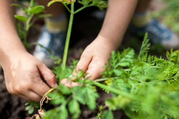 istock Babys hand pulls fresh carrots from the ground, close-up, organic vegetables. 1287203353