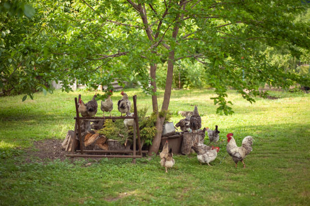 Red chicken walking in paddock Ordinary red rooster and chickens looking for grains while walking in paddock on farm White and multicolored chickens in the yard in the countryside. Chickens walking in the yard. chickens in the poultry yard eating stock pictures, royalty-free photos & images