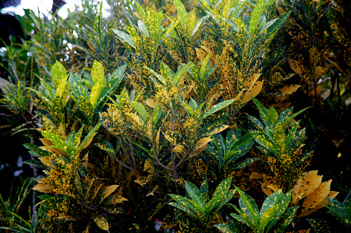 salvador, bahia / brazil - november 4, 2020: Codiaeum variegatum plant, popular with Brasileirinha is seen in a garden in the city of Salvador.