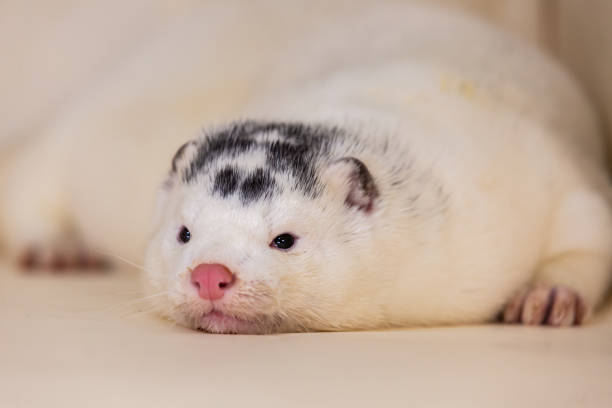 istock Mink and ferret. Models in a light box. Part 3. 1287204307