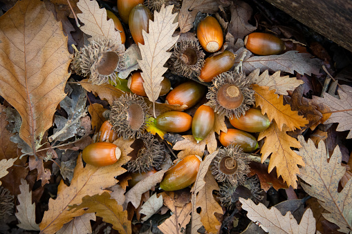 Close up of ripe acorns and oak leaves on the floor of a UK woodland