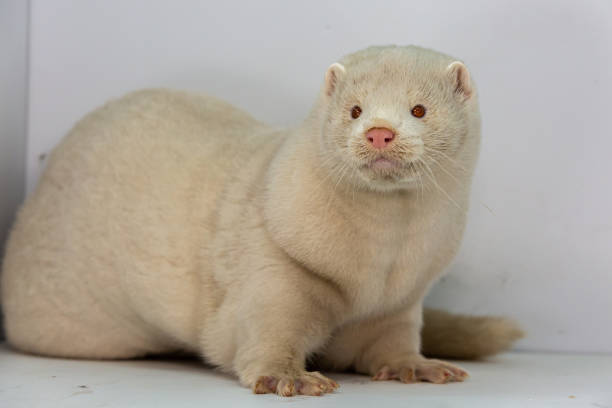 istock Mink and ferret. Models in a light box. Part 3. 1287204395