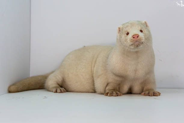 istock Mink and ferret. Models in a light box. Part 3. 1287204422
