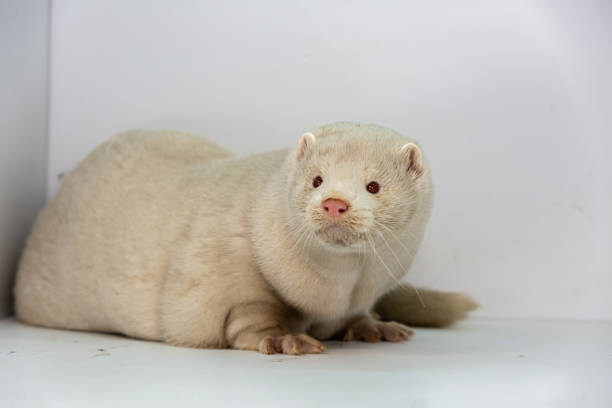 istock Mink and ferret. Models in a light box. Part 3. 1287204427