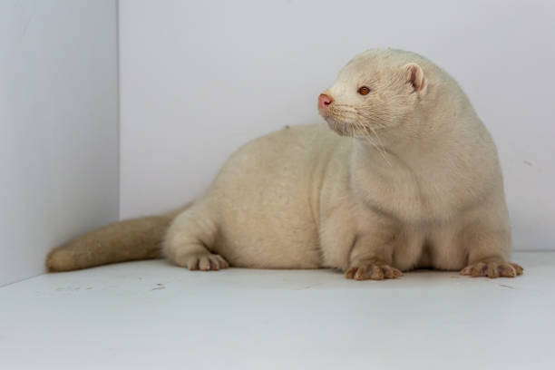 istock Mink and ferret. Models in a light box. Part 3. 1287204501