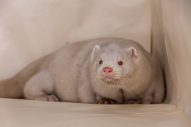 istock Mink and ferret. Models in a light box. Part 3. 1287204543