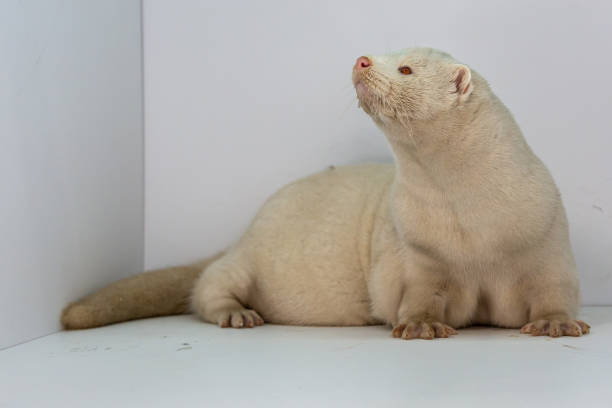 istock Mink and ferret. Models in a light box. Part 3. 1287204580
