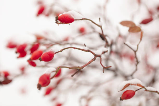 Winter nature print close up with red rose hips with snow. Shrub with selective focus and blurred background