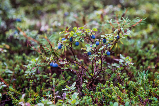 Autumn forest - fotografia de stock