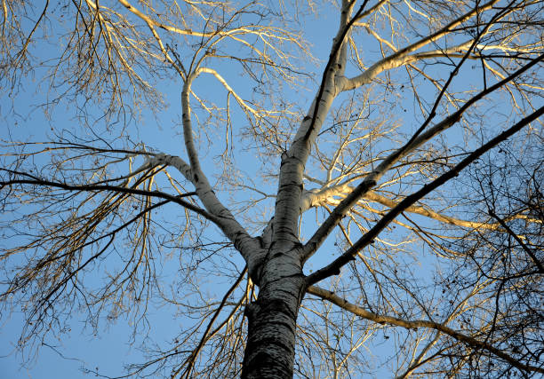 秋と冬の古い木の冠を見る - tree tall poplar tree bark ストックフォトと画像