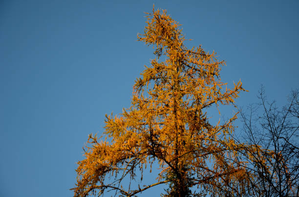 blick in die krone eines alten baumes im herbst und winter, wenn die bäume keine blätter haben. sie können ihre rinde von zweigen und stämmen mit ihrer architektur sehen. oft sind sie mit creeper überwuchert - tree tall poplar tree bark stock-fotos und bilder